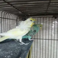 مرغ عشق پروانه ای