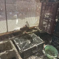 کفتر تهرانی