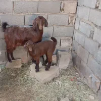 روداب غربی روستای قادرآباد|حیوانات مزرعه|نرماشیر, |دیوار