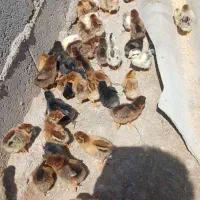 جوجه 10 روزه