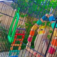 عروس هلندی گم شده|پرنده|مهاجران, |دیوار