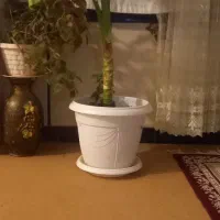 گل دیفین با گلدان