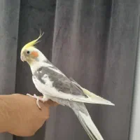 عروس هلندی بسیار زیبا و سالم