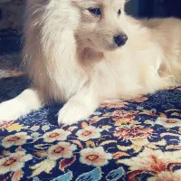 واگذاری پامرین روباهی