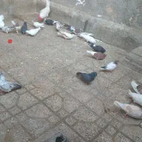 کفتر به شرت|پرنده|ازنا, |دیوار