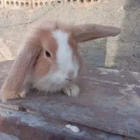 خرگوش