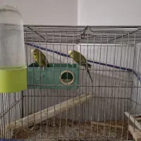 فروش تعدادی پرنده مرغ عشق عروس هلندی|پرنده|شهرضا, |دیوار