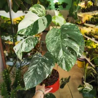 گیاه ماسنترا بورسیجیانا ابلق برگ انجیری سفید|گل و گیاه طبیعی|رشت, دروازه لاکان|دیوار