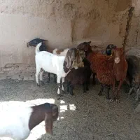 دو عدد شیشک و یک عدد بز چاق آماده به کشتار