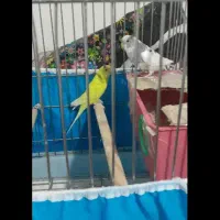 مرغ عشق جفت