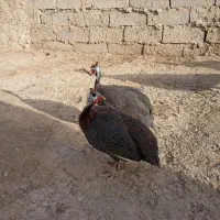 مرغ شاخدار