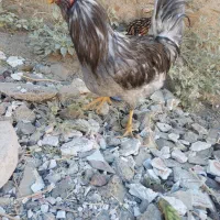 مرغ وخروس گلین طوسی