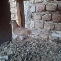۸جفت جوجه زردخط دار وپرتقالی