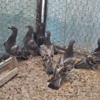 کبوتر کفتر پلاکی زرهی چاپی مسافتی مسابقه ای|پرنده|اصفهان, سپاهانشهر|دیوار