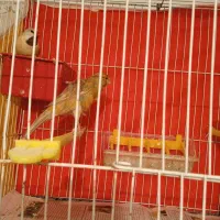 پرنده قناری|پرنده|تربت‌حیدریه, شهید قرنی|دیوار