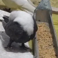 کبوتر کلاغ جوجه ماده سیاه پر پا