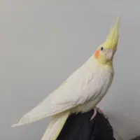 عروس هلندی جفت و مولد