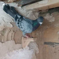 کفتر ابلق افغانی|حیوانات|مشهد, بهمن|دیوار