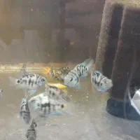 ماهی گیاه خوار پرت پلار|ماهی|تهران, افسریه شمالی|دیوار