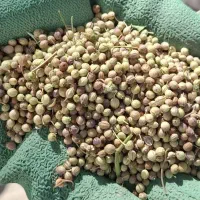 خریدو فروش گشنیز کمباینی