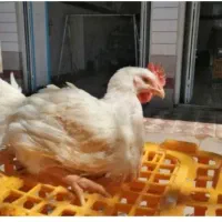 ذبخ مرغ و خروس