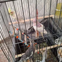 عروس هلندی بالغ|پرنده|پاکدشت, پاکدشت (مامازند)|دیوار