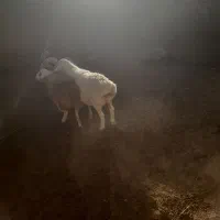 گوسفند،میش، بره، نر ، ماده|حیوانات مزرعه|مود, |دیوار