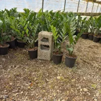 فروش تعداد زاموفیلیا|گل و گیاه طبیعی|شیرود, |دیوار