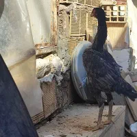 نیمچه اشامو|حیوانات مزرعه|تهران, سازمان آب|دیوار