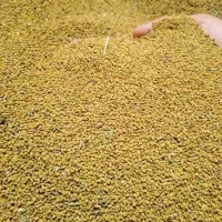 بذر یونجه محلی