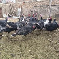 فروش بوقلمون برنز|پرنده|خنداب, |دیوار