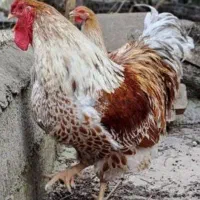 جوجه از مرغ و خروس رزکامپ مشکی ویاندوت اورنج|حیوانات مزرعه|تهران, مشیریه|دیوار