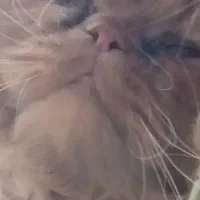 گربه نژاد دارپرشین بیرتیش هستن شش ماهه ویک ساله|گربه|مرند, |دیوار