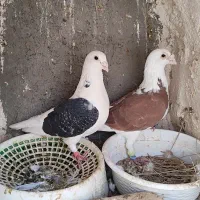 کبوتر