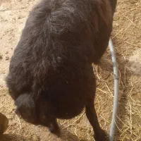 قوچ‌قر‌قزل‌۶‌دندان‌مناسب‌نسل‌کشی‌وکشتار|حیوانات مزرعه|حلب, |دیوار