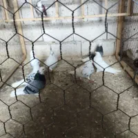 لانه سگ و تعدادی کبوتر|پرنده|رشت, حومه رشت|دیوار