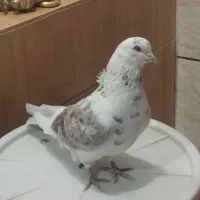 کبوتر ۳ عدد نر پرشی قیمت ارزون گذاشتم
