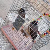 مرغ مینا دستی
