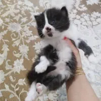 بچه گربه پرشین میکس 2 ماهه