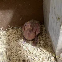 ۴تا عروس هلندی به همراه وسایل|پرنده|تبریز, |دیوار