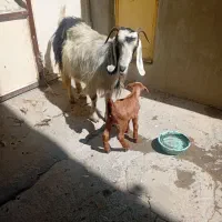بزووبی