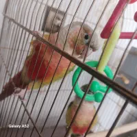 گرینچیک گرین چک جفت دونسته