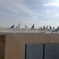 کفتر هوایی قلدور بوم خودم|پرنده|فرح دشت, |دیوار