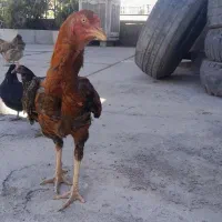 خروس لاری