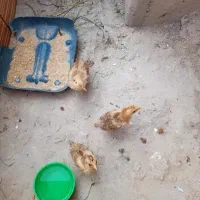 ۳عددجوجه