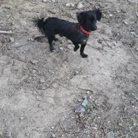 سگ اشپیتز نر