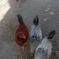 مرغ وخروس محلی|حیوانات مزرعه|نالوس, |دیوار