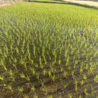 پیش فروش آتن برنج درجه یک باضمانت