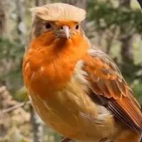 نوت 14پرو ردمی|موبایل|تهران, قلهک|دیوار