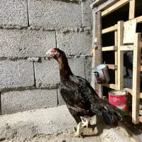 مرغ لاری|حیوانات مزرعه|فومن, |دیوار